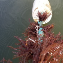 Seaweed bundles attached to a long line for cultivation. Credit: Gary Fleenor