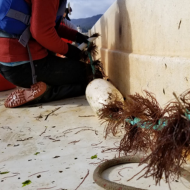 Seaweed bundles being planted on a long line for cultivation.
Credit: Gary Fleenor
