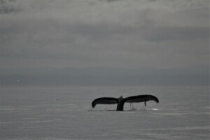 Whale Entanglement Team